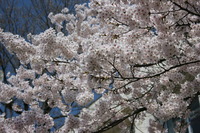 sakura 006.jpg